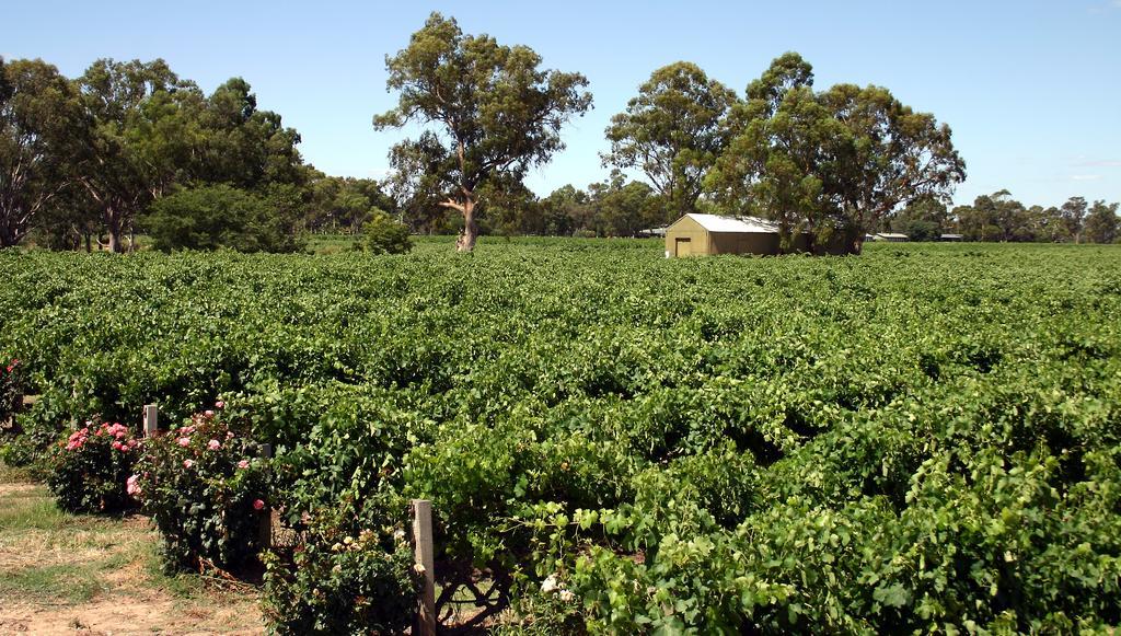 Vine Inn Barossa Nuriootpa Exterior foto